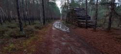 Chemin forestier