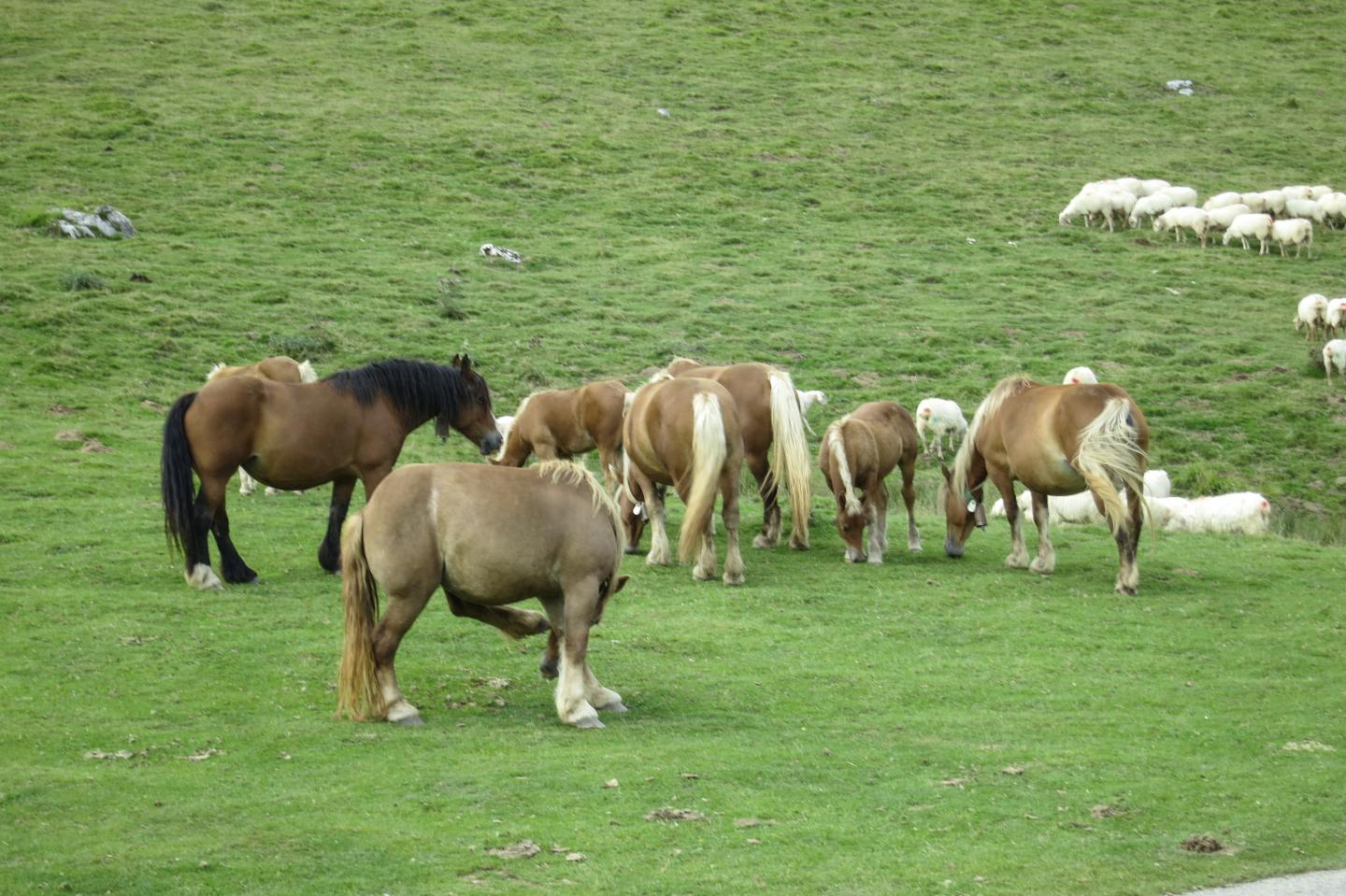 Traversée des Pyrénées (ouest-est) à VAE - Étape 2/13 : Bidarray - Larrau