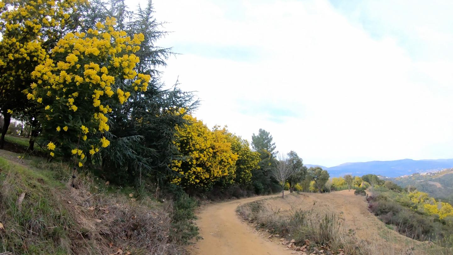 Tour dans les mimosas de Tanneron