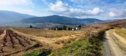 Vignoble et monts