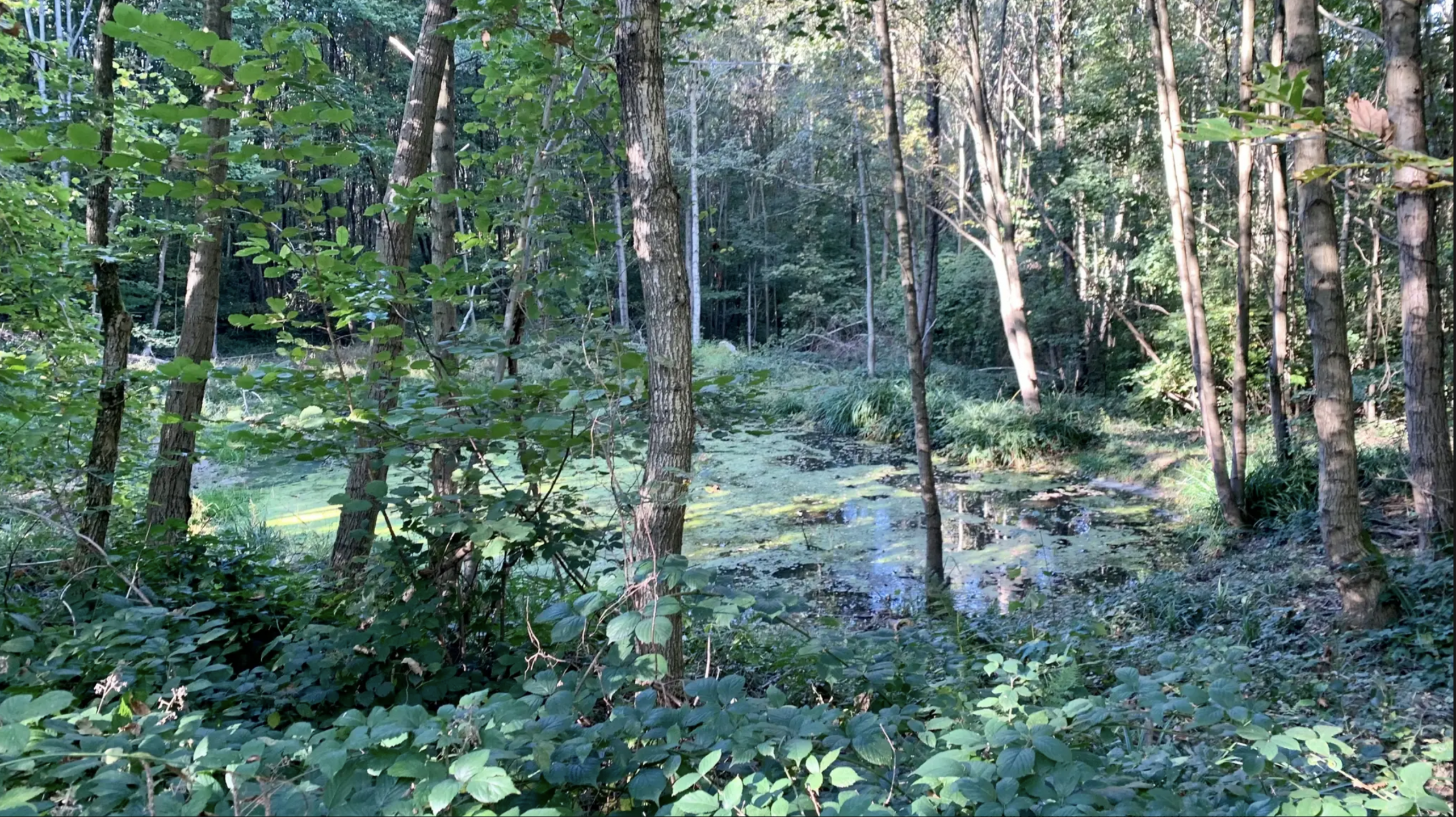 Lamorlaye - Forêt de Carnelle - Château de Nointel - Bords de l'Oise