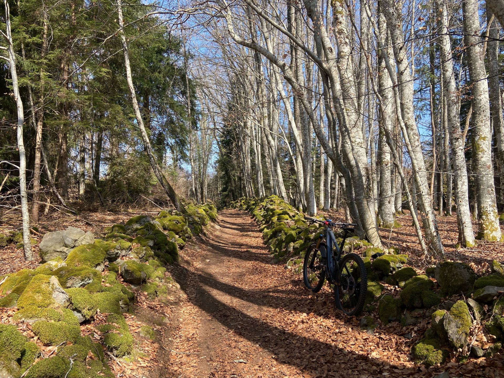 Les Cheires du Puy de Côme et autres puys