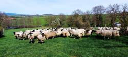 Troupeau de moutons