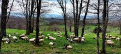 Troupeau de moutons