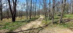Chemin dans le Bois de Terrenoire