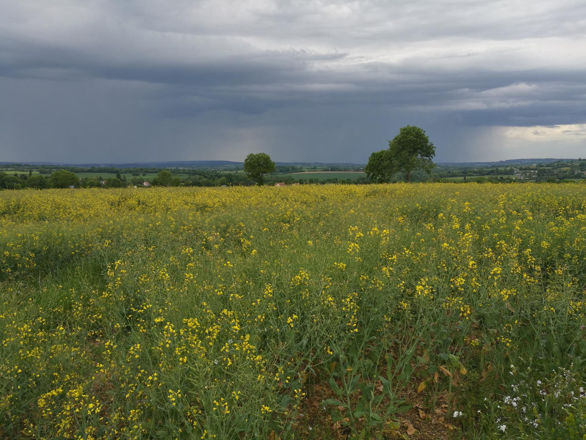 Entre Mondrainville et Villers-Bocage