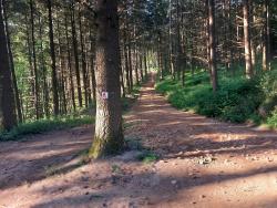 Montée dans le Bois de Landine