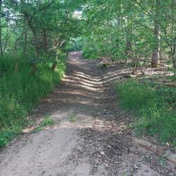 Trappeloup, Bois de Sarre, montée ravinée