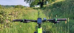 Chemin avec hautes herbes
