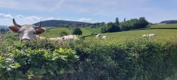Vaches et clocher de Dyo