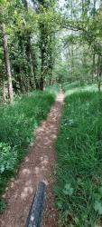 La Clayette, single dans le Bois des Acacias