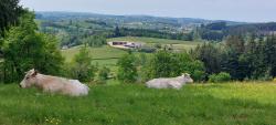 Vaches charolaises