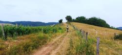 Montée le long du vignoble