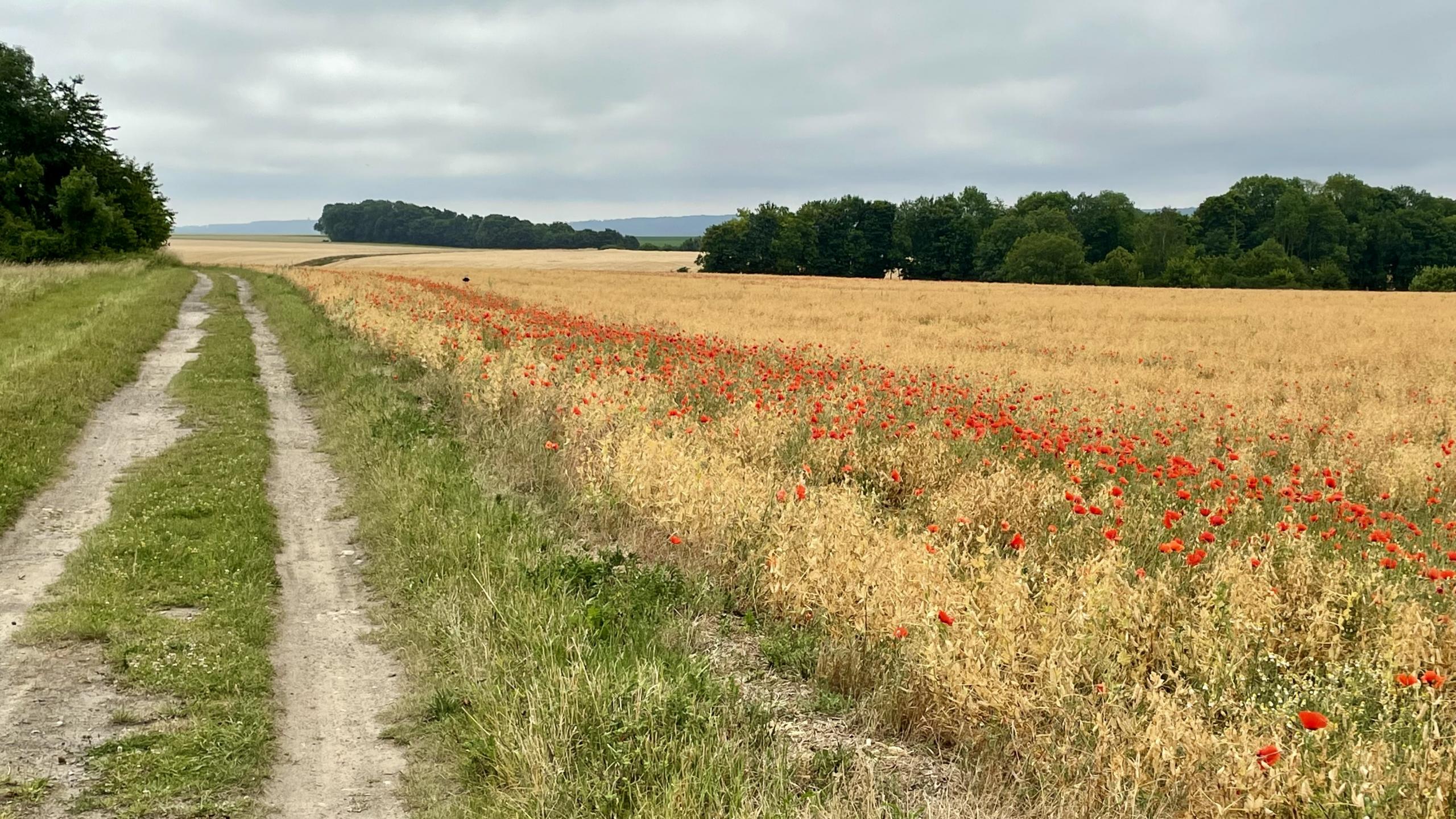 Raid Impérial Compiégnois 2022 - 85 km