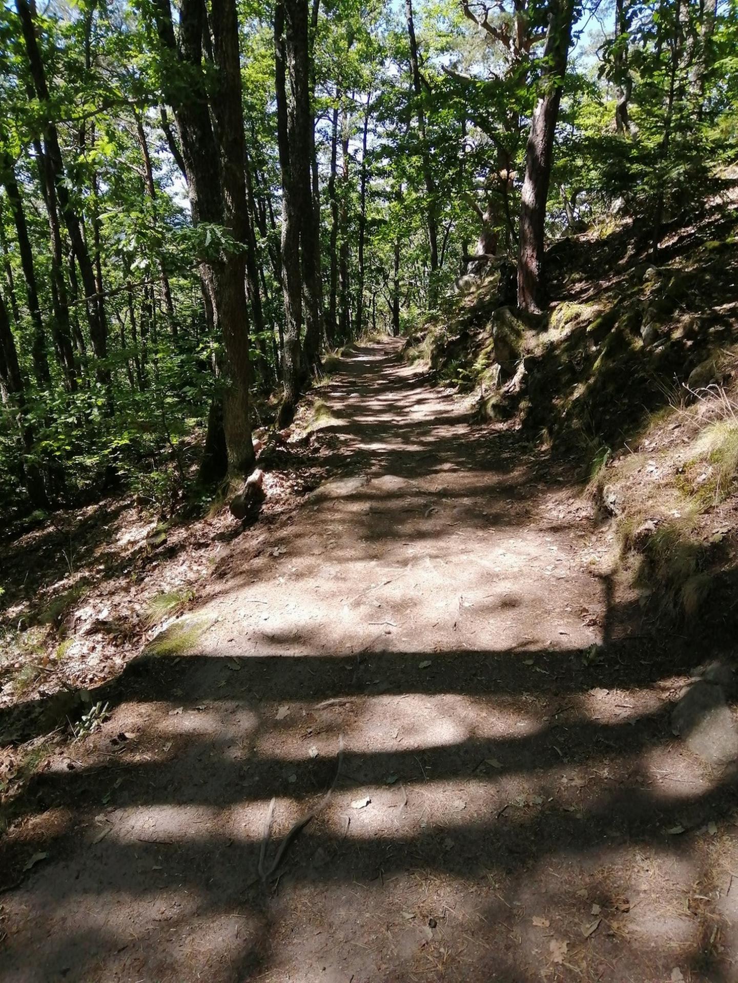 Les 6 châteaux du massif du Stauffen