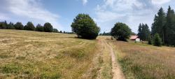 Chemin de la Bourrique au milieu de la prairie