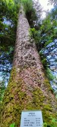 L'arbre remarquable