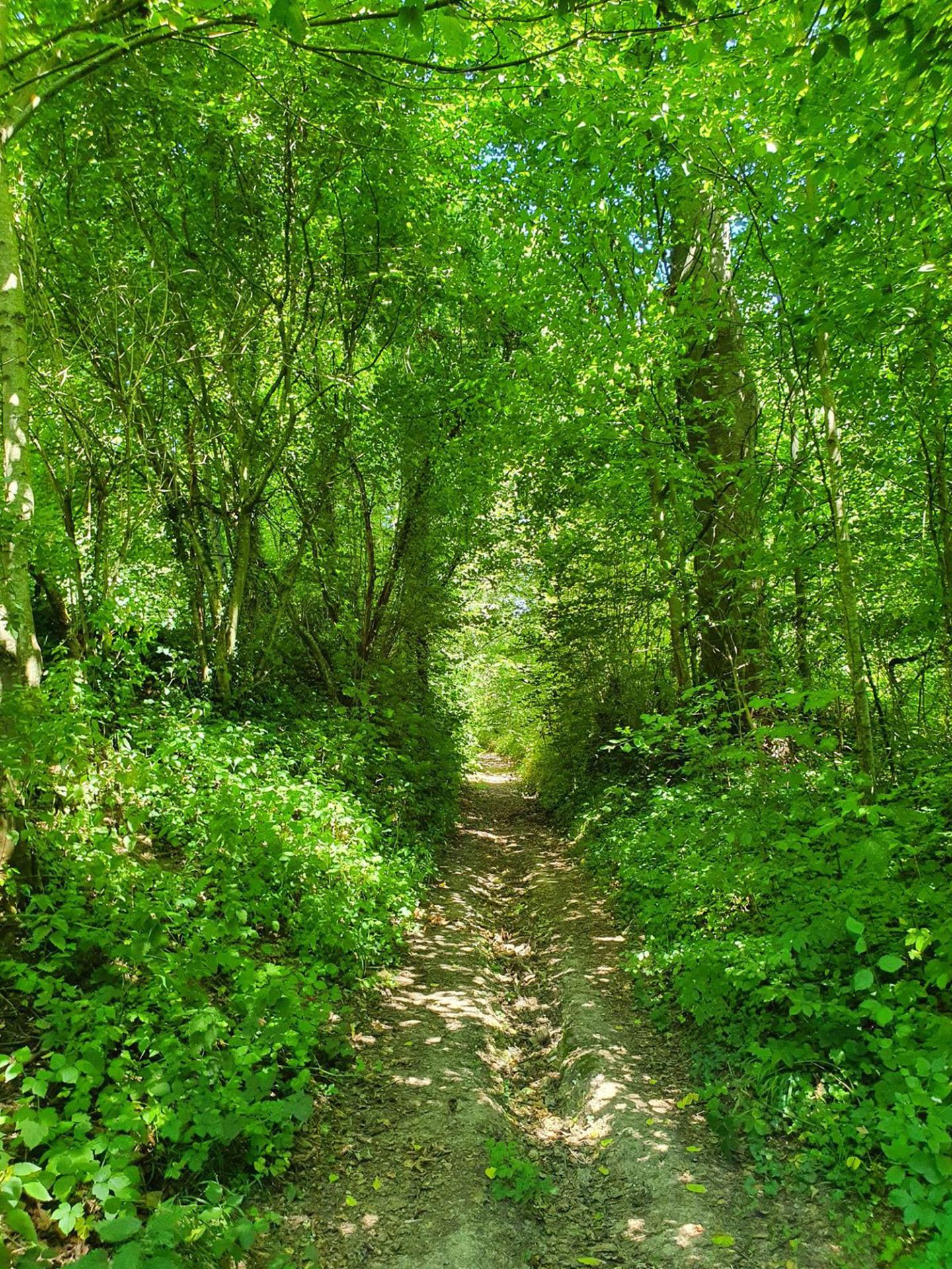 Single dans la forêt de Saint-Léger