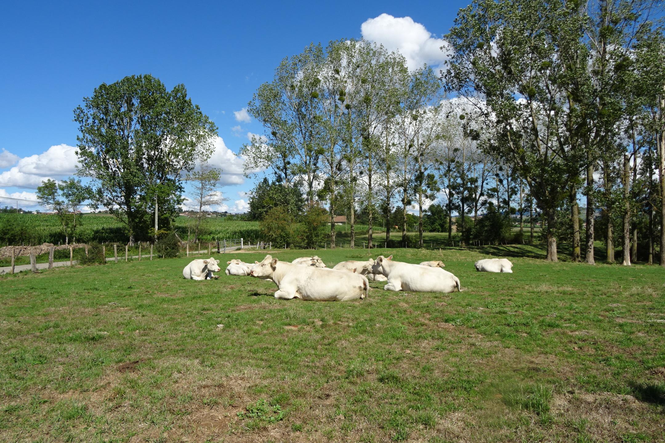 Veauche - Saint-Médard - Mare au Diable