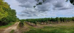 Le vignoble de Saint Pourçain