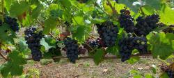 Grappes de raisin