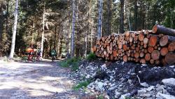 Bois Curtil