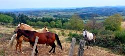 Chevaux à La Mure