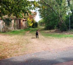 Chien très pénible, Impasse des Crozes de Lamure, maison de droite