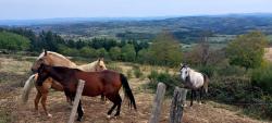 Chevaux à La Mure