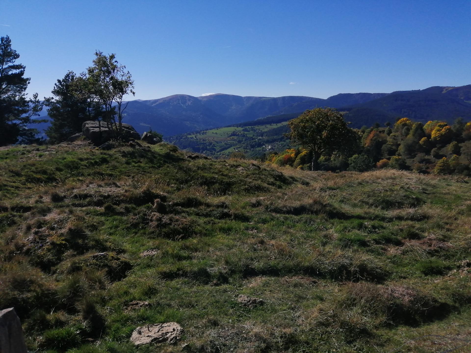 Les yacks du Noirmont