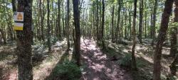 Sous-bois