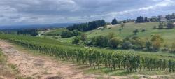 Vignoble de la Côte Roannaise