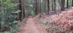 Forêt de Pardières