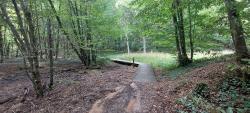 Forêt de Lespinasse