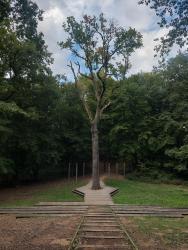 Forêt de Lespinasse, le Chêne Président