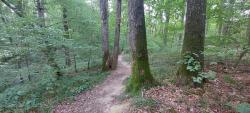 Forêt de Lespinasse, singles ludiques