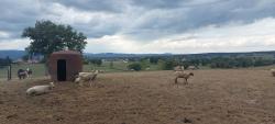 Moutons