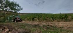 Vendanges dans le vignoble de la Côte Roannaise