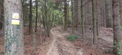 Montée technique dans le Bois Curtil
