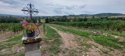 Vignoble de la Côte Roannaise