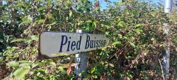 Pied Buisson