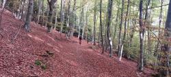 Joli sous-bois