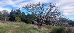 Mont Semiol, bel arbre mort