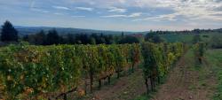 Vignoble de la Côte Roannaise