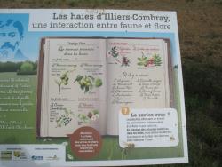 220.Illiers-Combray.(28).GR35.Chemins Proustiens.