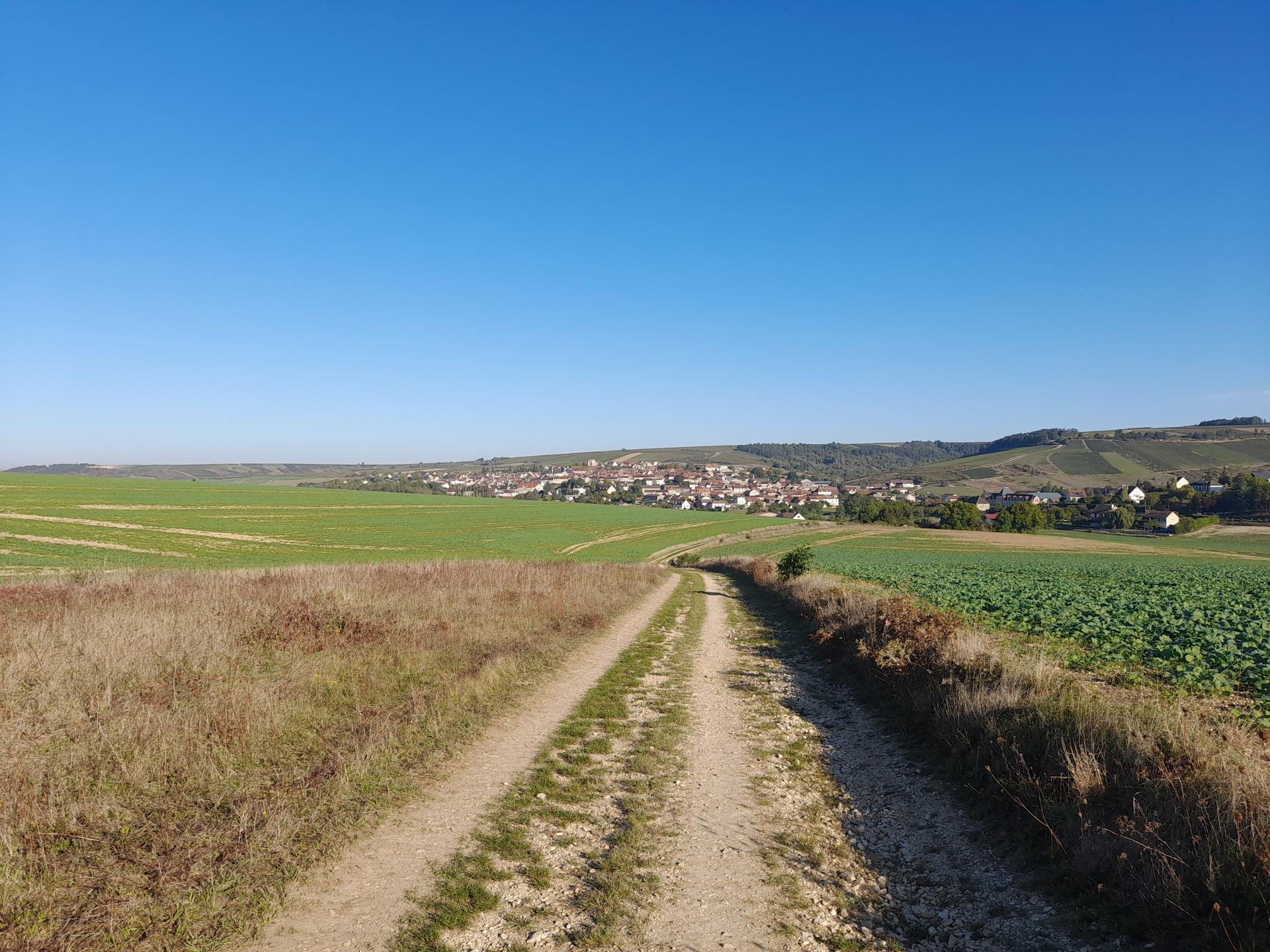 La Treille de Saint-Bris