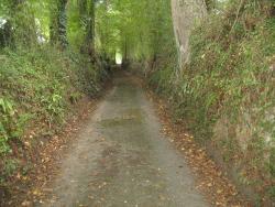 370.Fierville-les-Parcs.(14).Le Bois du Roi.Lieu Gibon.