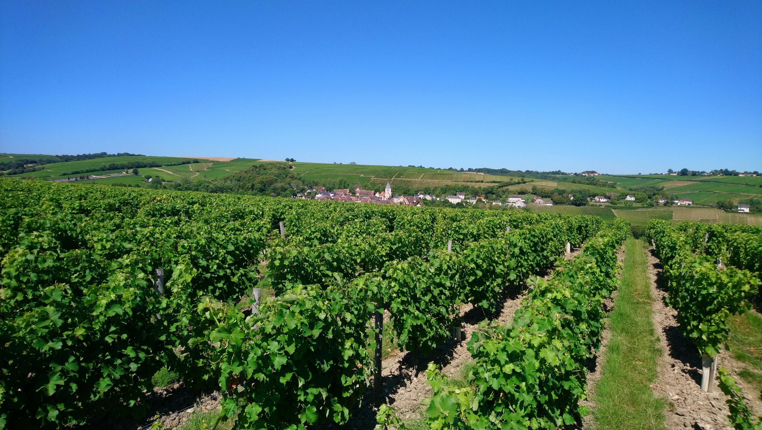 Espace VTT-FFC - Entre Bourges, Menetou-Salon, Sancerre - Circuit N°50 : La boucle des Vignobles