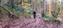 Sous-bois