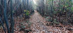 Dans le Bois de Jars